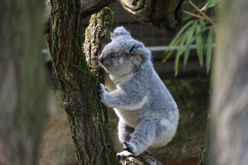 koala bear  climb  tree