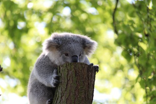 koala bear  climb  tree