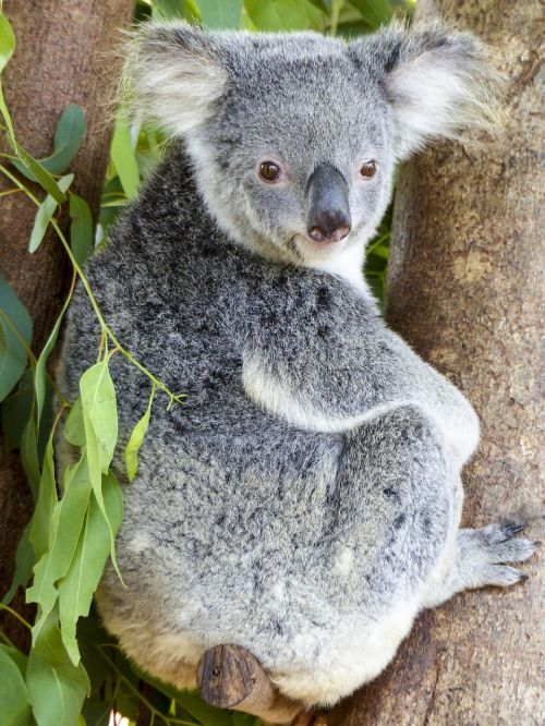 koala bear animal mammal