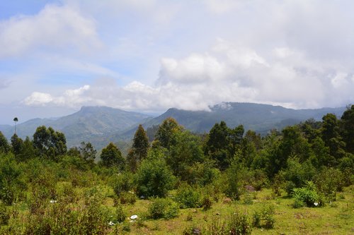 kodaikanal  nature  tamilnadu india