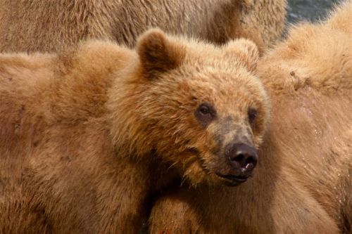 kodiak bear bear predator