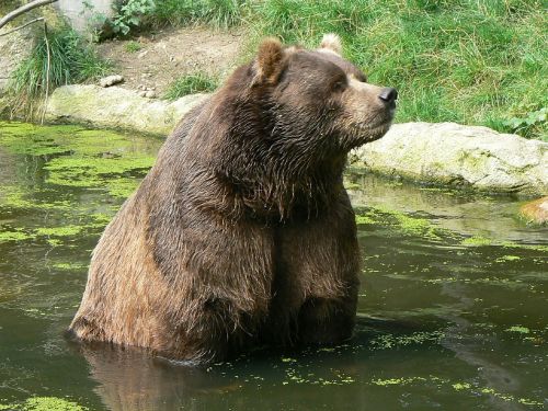 kodiak bear adult portrait