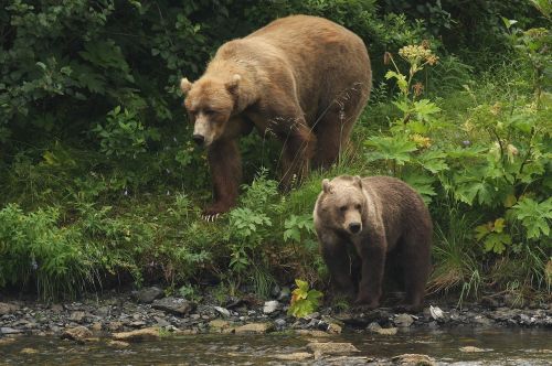 kodiak bears portrait wildlife
