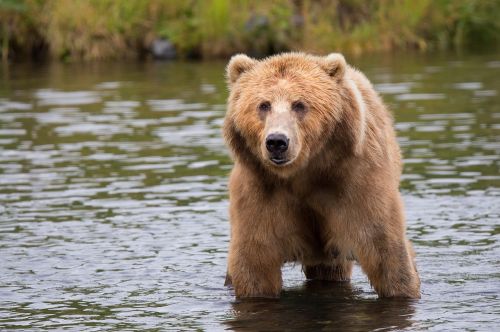 kodiak brown bear adult portrait