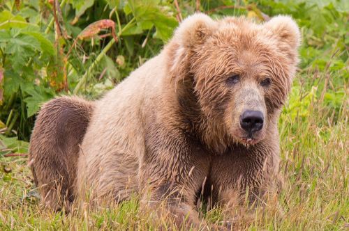 kodiak brown bear mammal predator