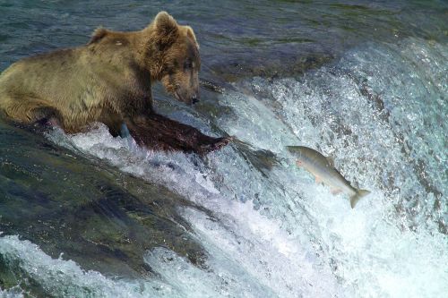 kodiak brown bear fishing water