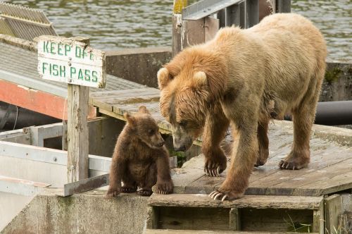 kodiak brown bears sow cub