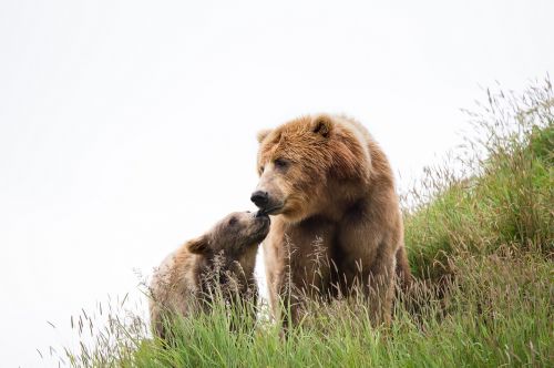 kodiak brown bears cub female