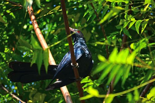 koel bird male koel bird