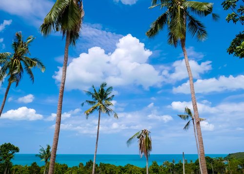 koh samui  beach  sea