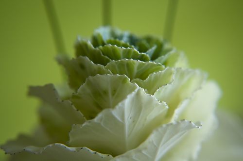 kohl blossom bloom