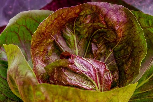kohl  cabbage  cabbage leaves