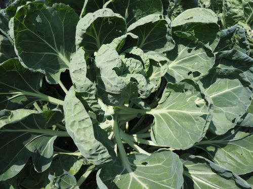 kohlrabi garden bio