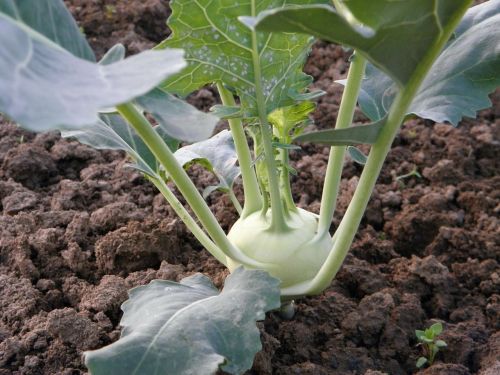 kohlrabi vegetables food