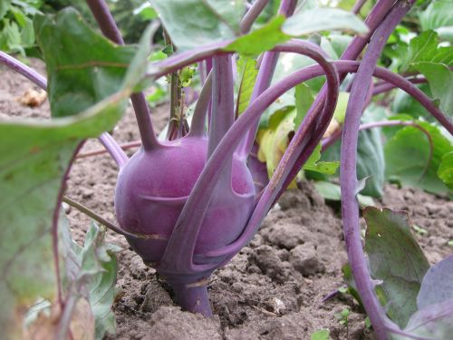 kohlrabi vegetables food