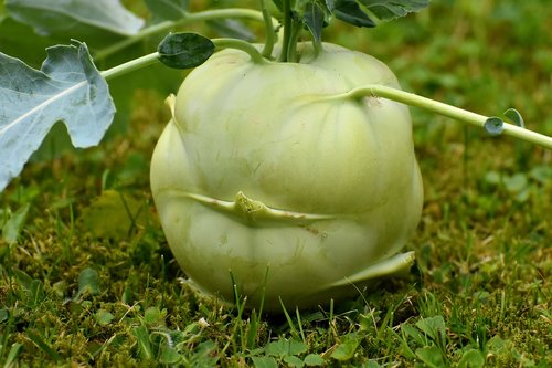 kohlrabi  vegetables  food