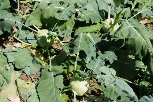 kohlrabi garden crops