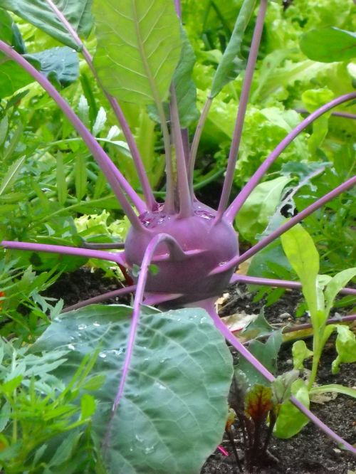 kohlrabi vegetables garden