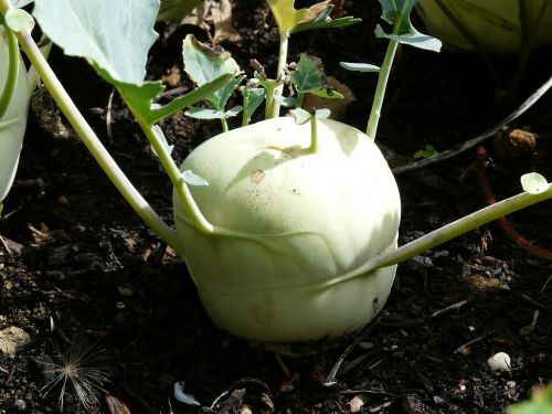 kohlrabi vegetables turnip
