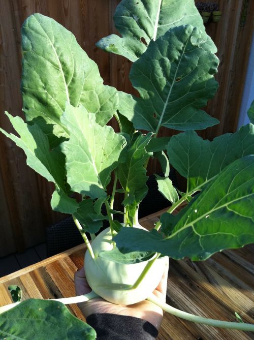 kohlrabi plant vegetables