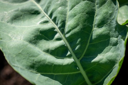 kohlrabi leaf  leaf  green