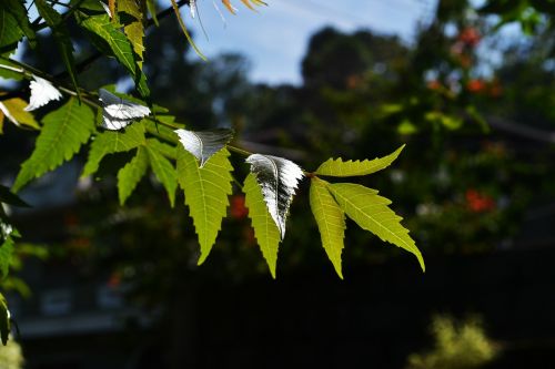 kohomba leafs herbal leafs nature