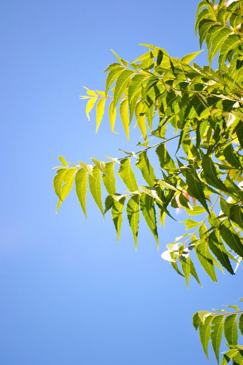kohomba leafs blue sky clear sky