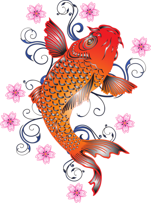 koi carp fish