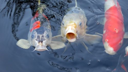 koi koi carp fish