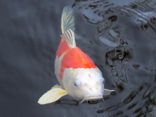 koi koi carp fish