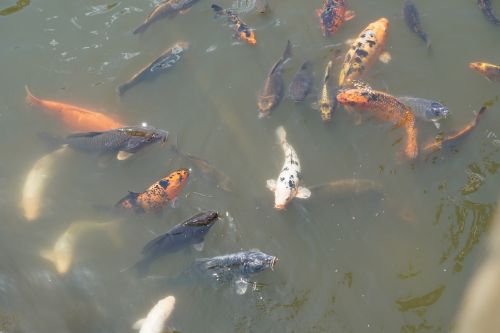 koi fish water