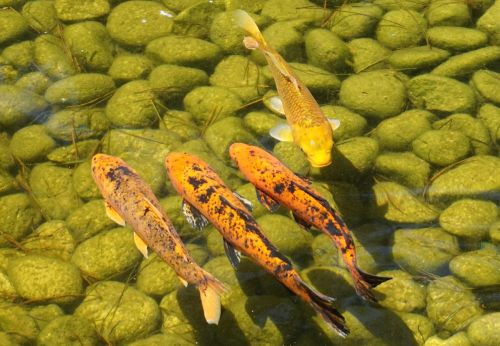 koi carp pond