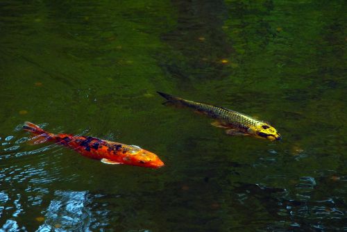 koi pond fish