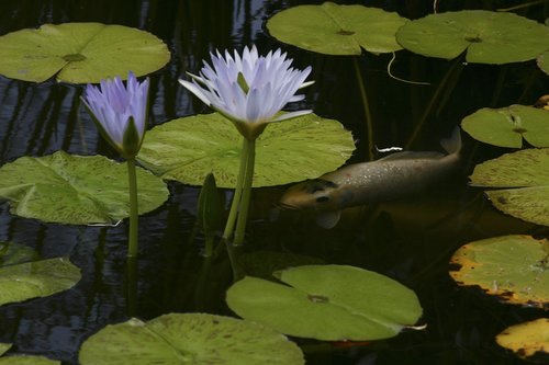 koi  pond  flower