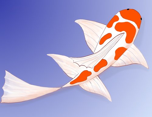 koi  drawing  fish