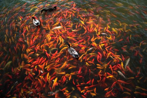 koi fish fish pond