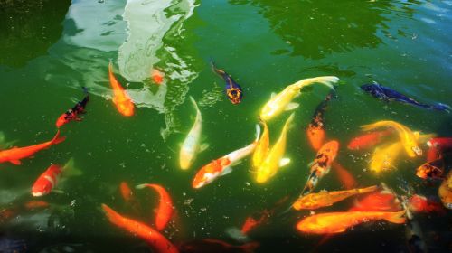 Koi Fish In The Pond