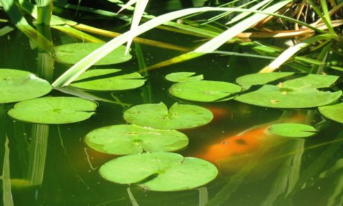 koi pond lily pad fish