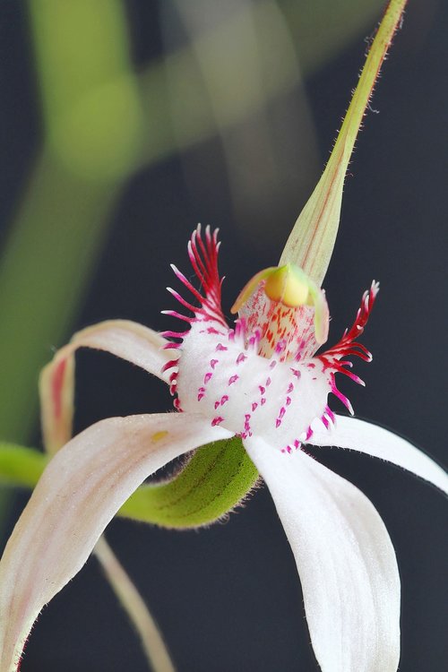 kojonup  christine's spider orchid  focus stack