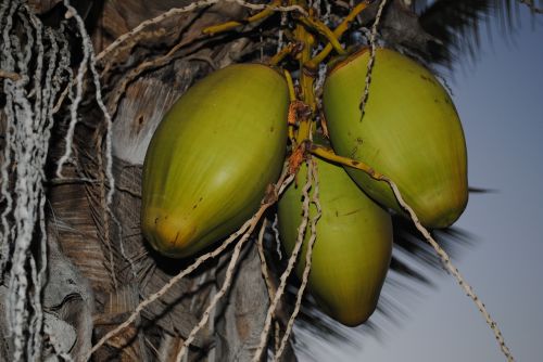 kokusnuss fruits palm