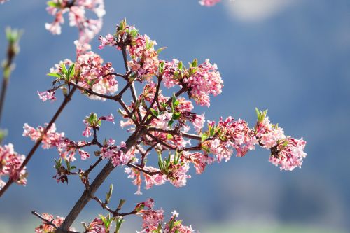 kolkwitzia flowers pink