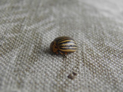 kolorádóbogár potato beetle fabric