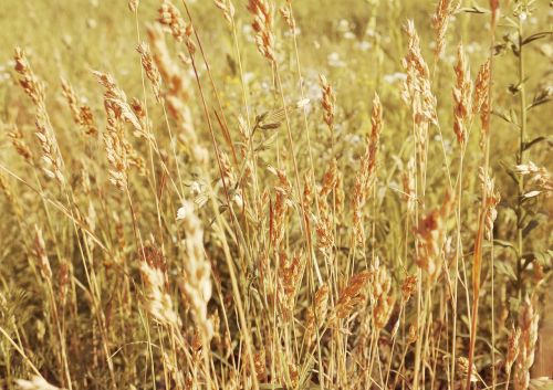 kolos field meadow