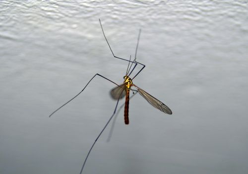 komar komarnica insect