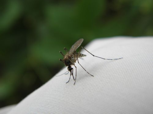 komar bite insect