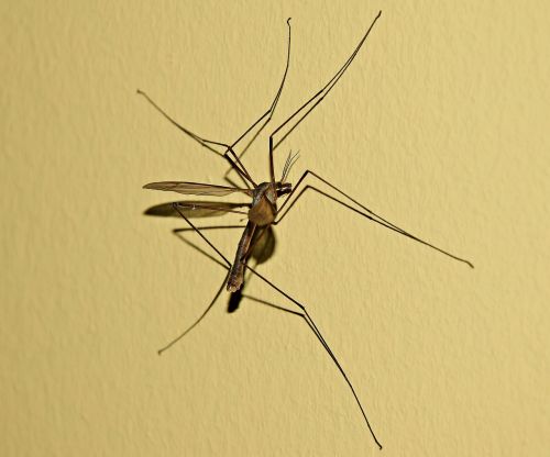 komarzyca komar mosquito
