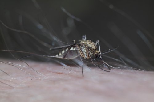 komarzyca  insect  macro