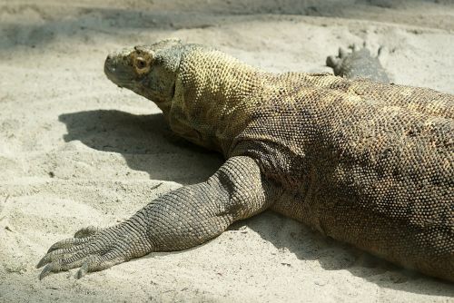 komodo dragon lizard reptile