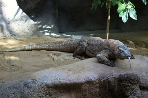 komodo dragon lizard reptile