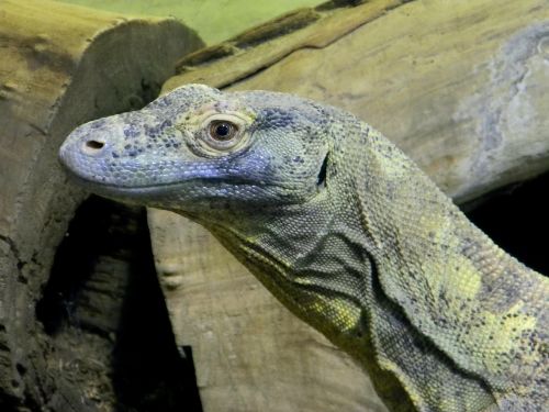 komodo dragon reptile large